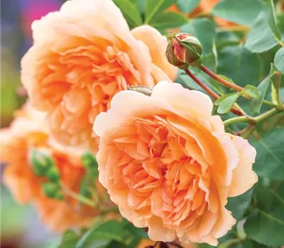 Rosa (Englische Rose) 'Dame Judi Dench'® Rosa (Englische Rose) 'Dame Judi Dench'®