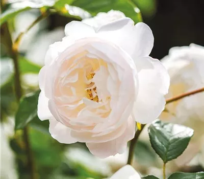 Rosa (Englische Rose) 'Desdemona'® Rosa (Englische Rose) 'Desdemona'®