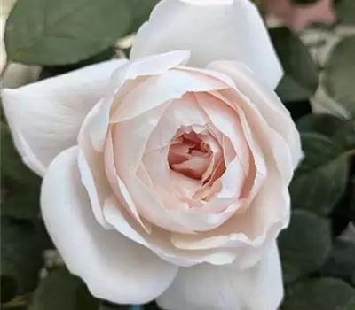 Rosa (Englische Rose) 'Desdemona'®
