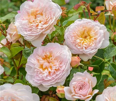 Rosa (Englische Rose) 'Emily Brontë'®