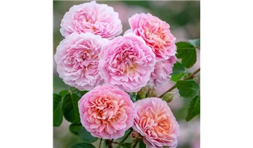 Syn. 'Sts. Francis und Claire'