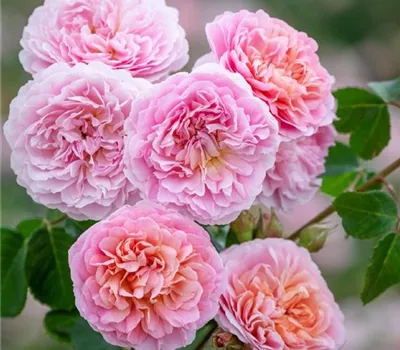 Rosa (Englische Rose) 'Eustacia Vye'® Rosa (Englische Rose) 'Eustacia Vye'®