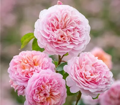 Rosa (Englische Rose) 'Eustacia Vye'®