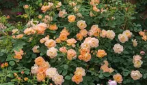 Rosa (Englische Rose) 'The Lark Ascending'