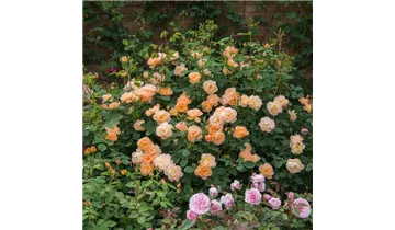 Rosa (Englische Rose) 'The Lark Ascending'