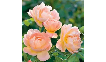 Rosa (Englische Rose) 'The Lark Ascending'