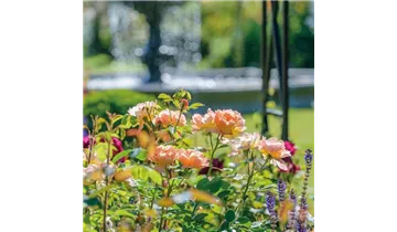 Rosa (Englische Rose) 'The Lark Ascending'