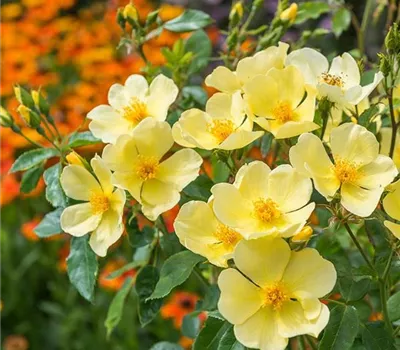 Rosa (Englische Rose) 'Tottering-By-Gently'®