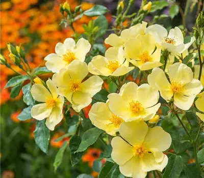 Rosa (Englische Rose) 'Tottering-By-Gently'®