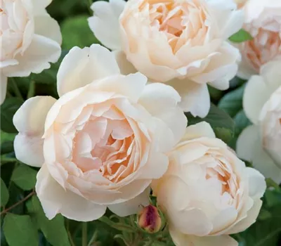 Rosa (Englische Rose) 'Wollerton Old Hall'®