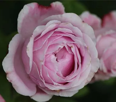 Rosa (Floribundarose) 'Alice Helene' Rosa (Floribundarose) 'Alice Helene'