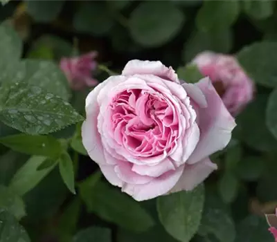 Rosa (Floribundarose) 'Alice Helene'