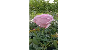 Hubers Duftrose