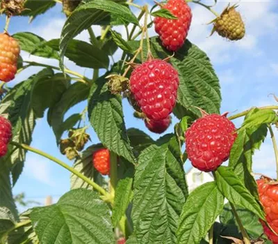 Rubus (Himbeere) 'Enrosadira'