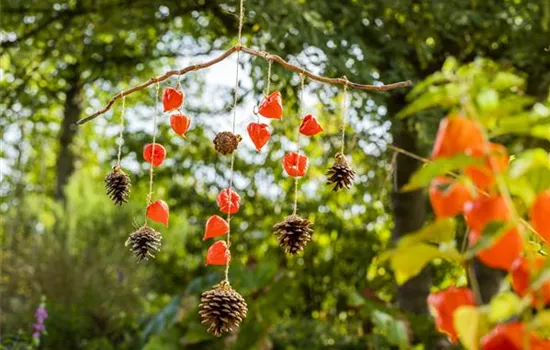 Ein herbstliches Windspiel aus Physalis und Tannenzapfen Ein herbstliches Windspiel aus Physalis und Tannenzapfen