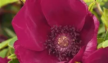 Rosa (Kleinstrauchrose) 'Strandperle® Norderney'