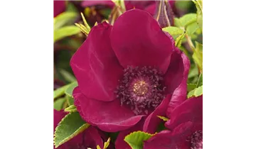 Rosa (Kleinstrauchrose) 'Strandperle® Norderney'