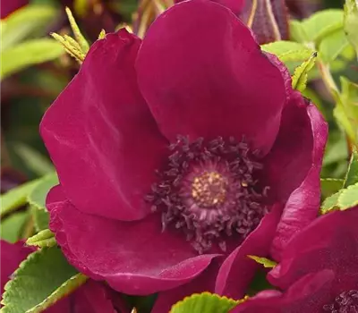 Rosa (Kleinstrauchrose) 'Strandperle® Norderney'