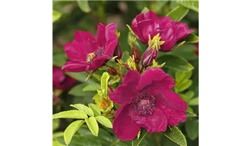 Rosa (Kleinstrauchrose) 'Strandperle® Norderney'