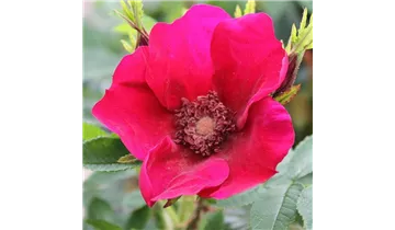 Rosa (Kleinstrauchrose) 'Strandperle® Norderney'