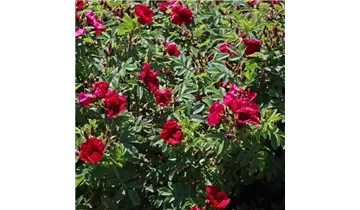 Rosa (Kleinstrauchrose) 'Strandperle® Norderney'
