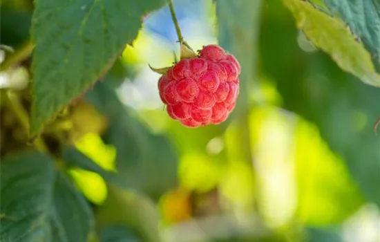 Rubus (Himbeere) 'Rote Schwedin'