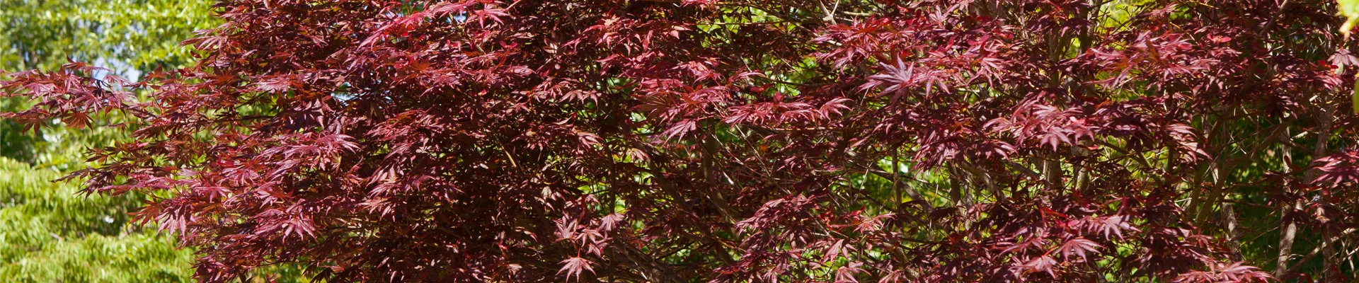 Acer palmatum 'Trompenburg'