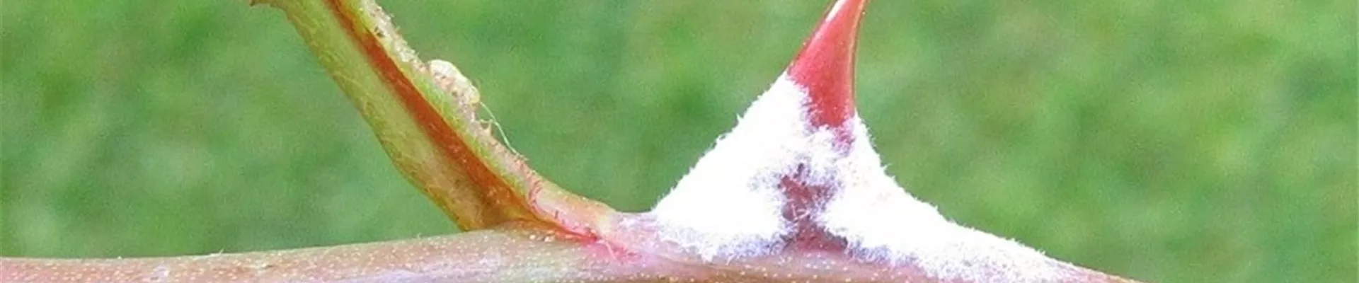 Echter Mehltau an Rose