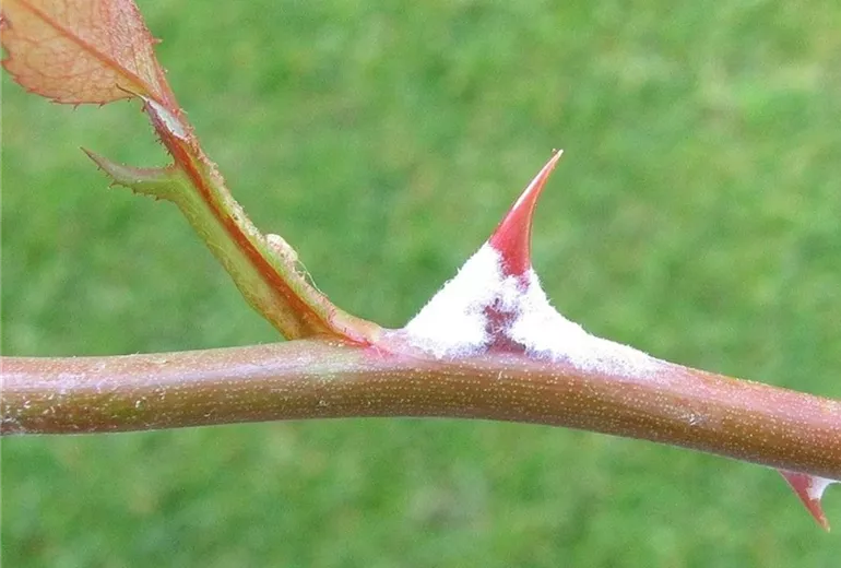 Echter Mehltau an Rose