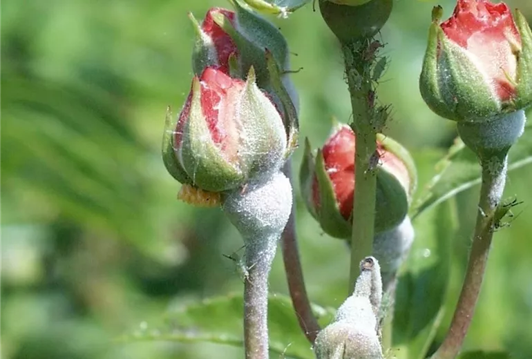 Echter Mehltau an Rosenknospen