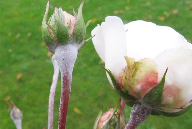 Echter Mehltau an Rosenknospen