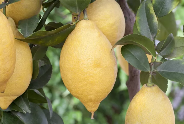 Citrus limon