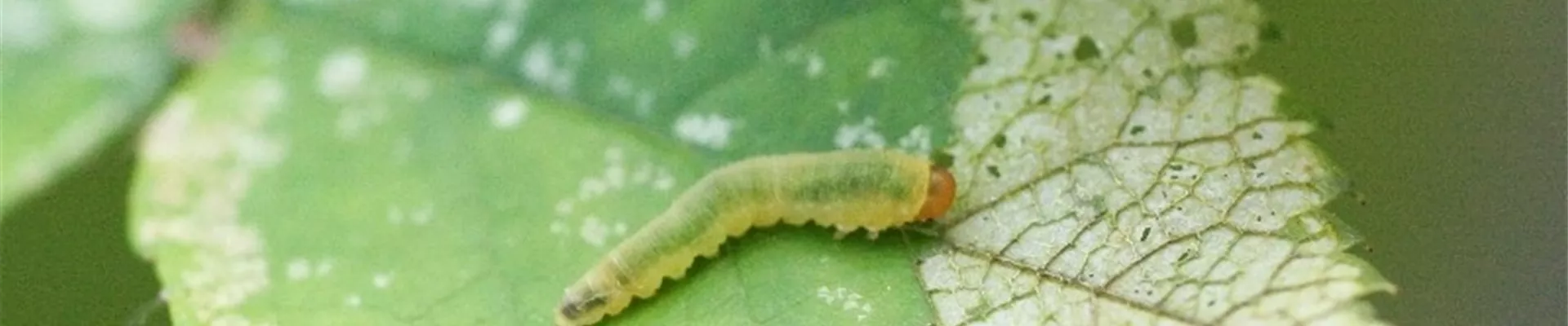 Blattwespenlarve an Rose