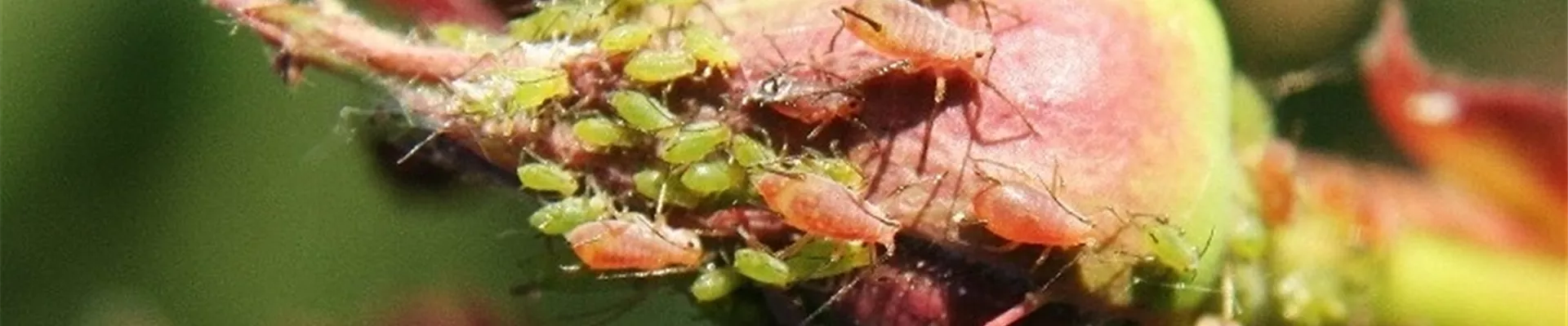 Blattläuse an Rodenknospe