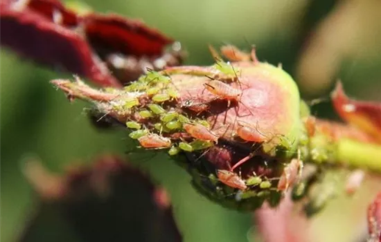 Blattläuse an Rosen