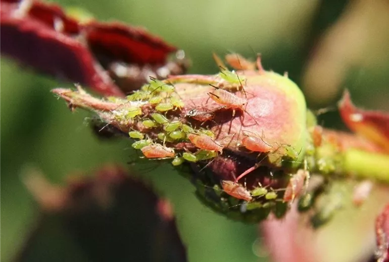 Blattläuse an Rodenknospe