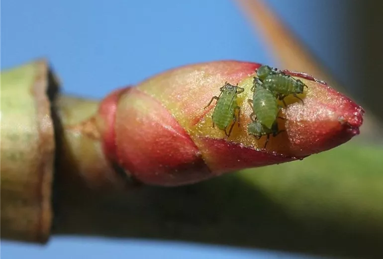 Blattläuse an Rosenknospen