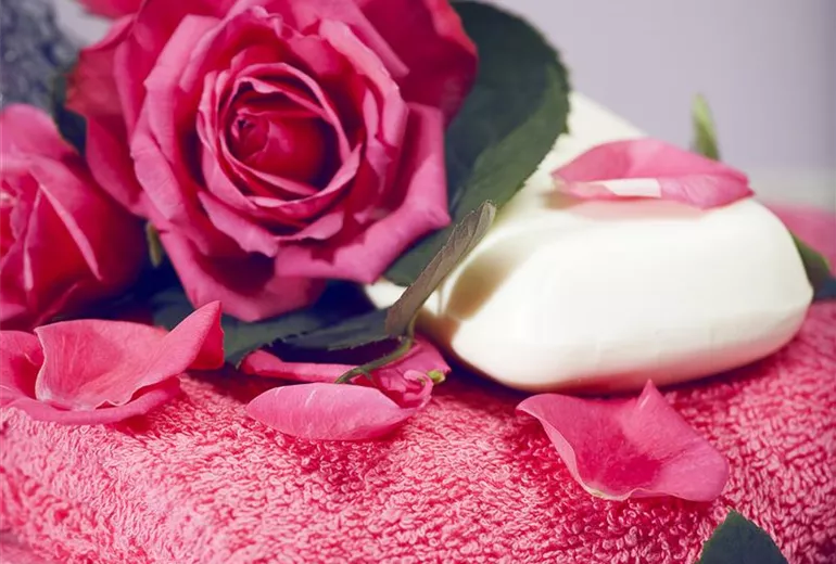 Rosa