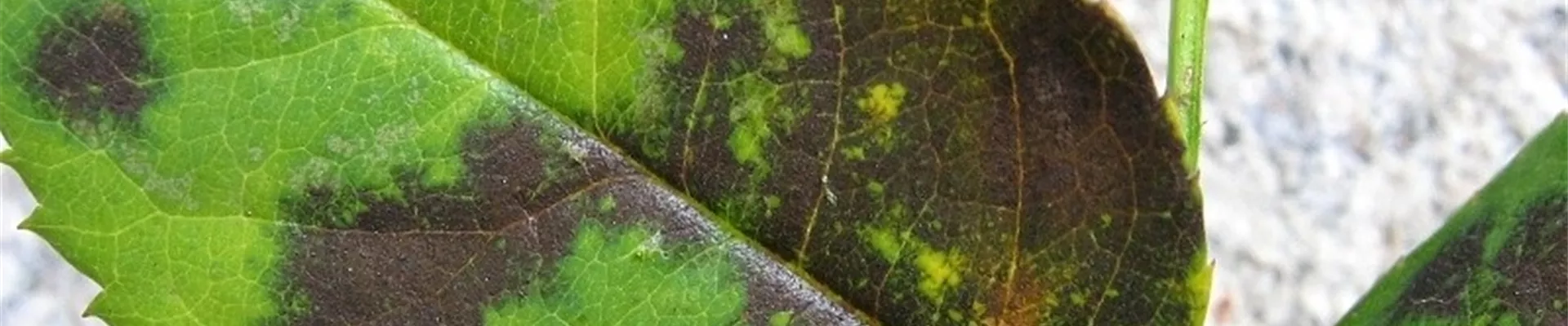 Sternrusstau bei Rose Sternrusstau bei Rose