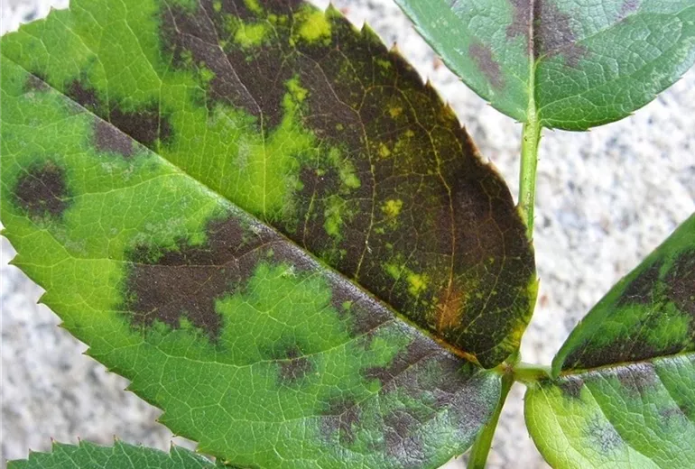 Sternrusstau bei Rose Sternrusstau bei Rose