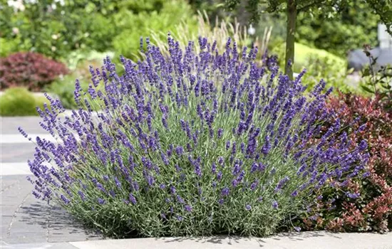 Lavendel schneiden