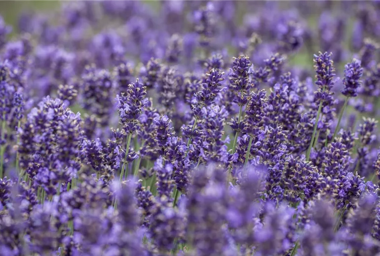 Lavandula angustifolia