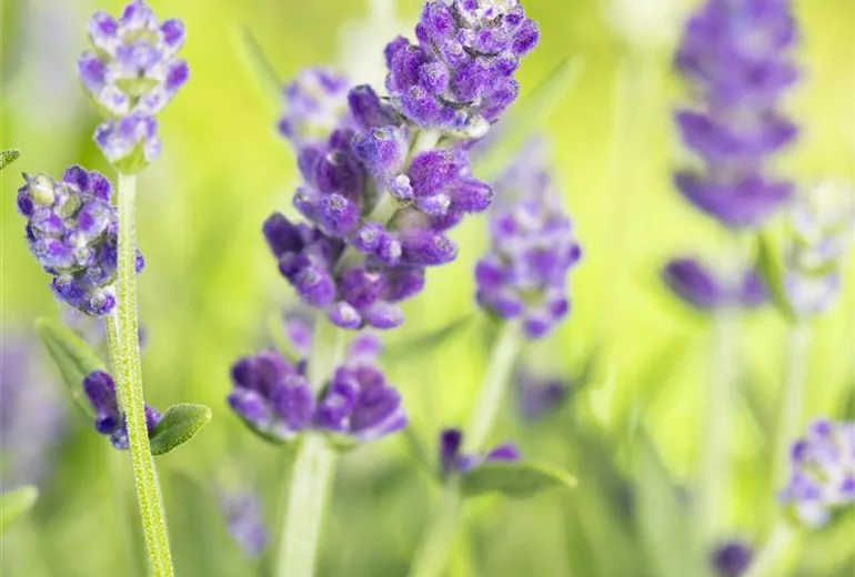 Lavandula angustifolia