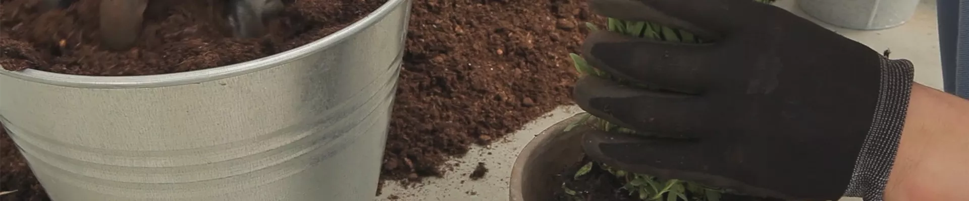 Lavendel - Einpflanzen in ein Gefäss (thumbnail)