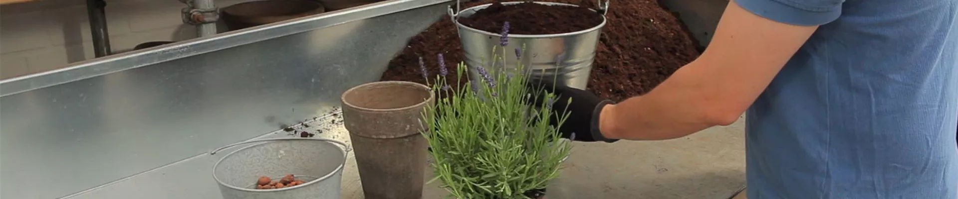 Lavendel - Einpflanzen in ein Gefäss (2)