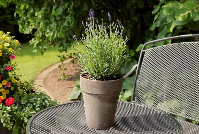 Lavendel - Einpflanzen in ein Gefäss (1)