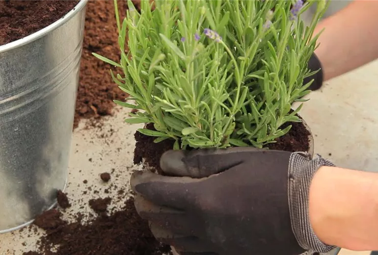 Lavendel - Einpflanzen in ein Gefäss (5)