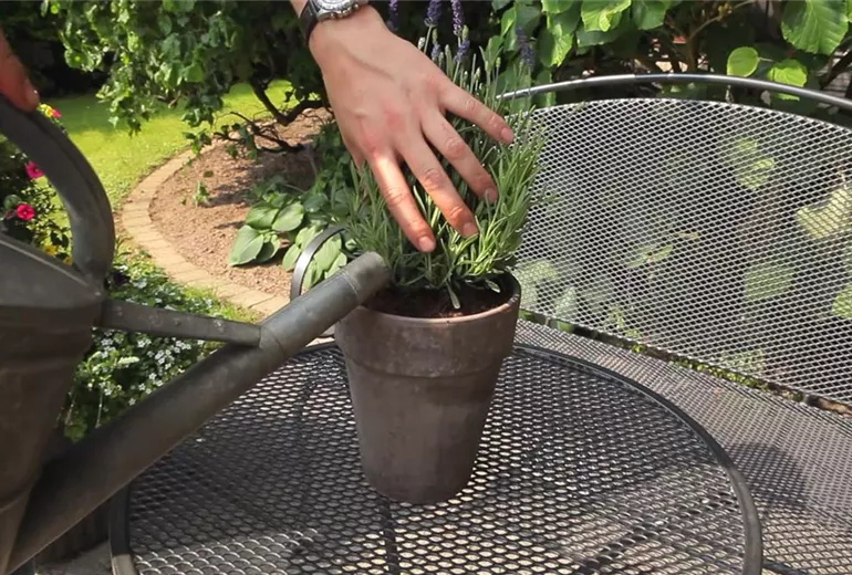 Lavendel - Einpflanzen in ein Gefäss (6)
