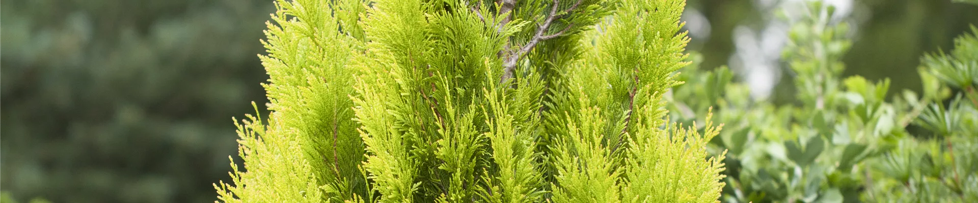 Thuja plicata '4ever' GOLDY®(s)