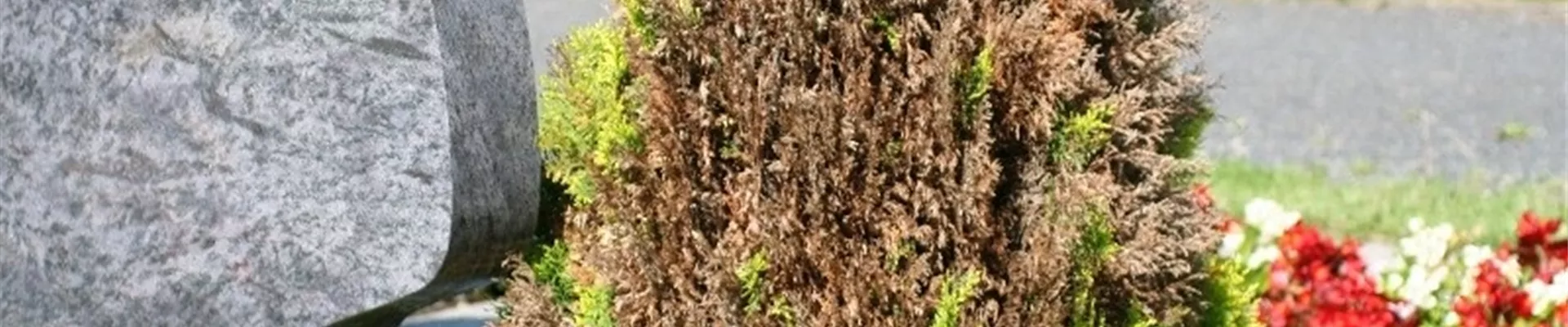 Absterbeerscheinungen an Scheinzypresse Absterbeerscheinungen an Scheinzypresse